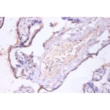 Immunohistochemistry - Charged multivesicular body protein 2a Polyclonal Antibody from Signalway Antibody (42415)