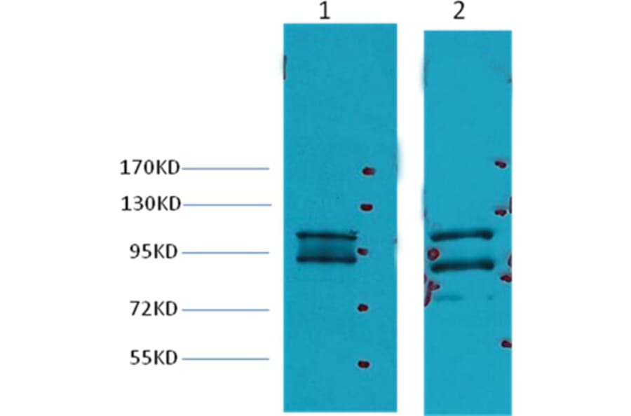 Western blot - Insulin Degrading Enzyme Mouse Monoclonal Antibody from Signalway Antibody (38040) - Antibodies.com