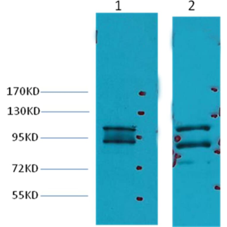 Western blot - Insulin Degrading Enzyme Mouse Monoclonal Antibody from Signalway Antibody (38040) - Antibodies.com