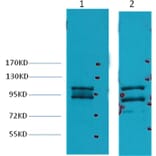 Western blot - Insulin Degrading Enzyme Mouse Monoclonal Antibody from Signalway Antibody (38040) - Antibodies.com