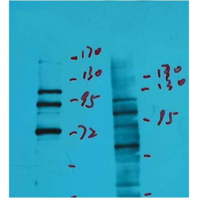 Western blot - Insulin Degrading Enzyme Mouse Monoclonal Antibody from Signalway Antibody (38040) - Antibodies.com
