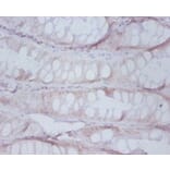 Immunohistochemistry - Proteasome subunit beta type-7 Polyclonal Antibody from Signalway Antibody (42249)