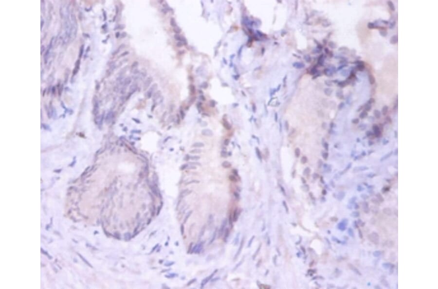 Immunohistochemistry - Proteasome subunit beta type-4 Polyclonal Antibody from Signalway Antibody (42251)