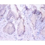 Immunohistochemistry - Proteasome subunit beta type-4 Polyclonal Antibody from Signalway Antibody (42251)