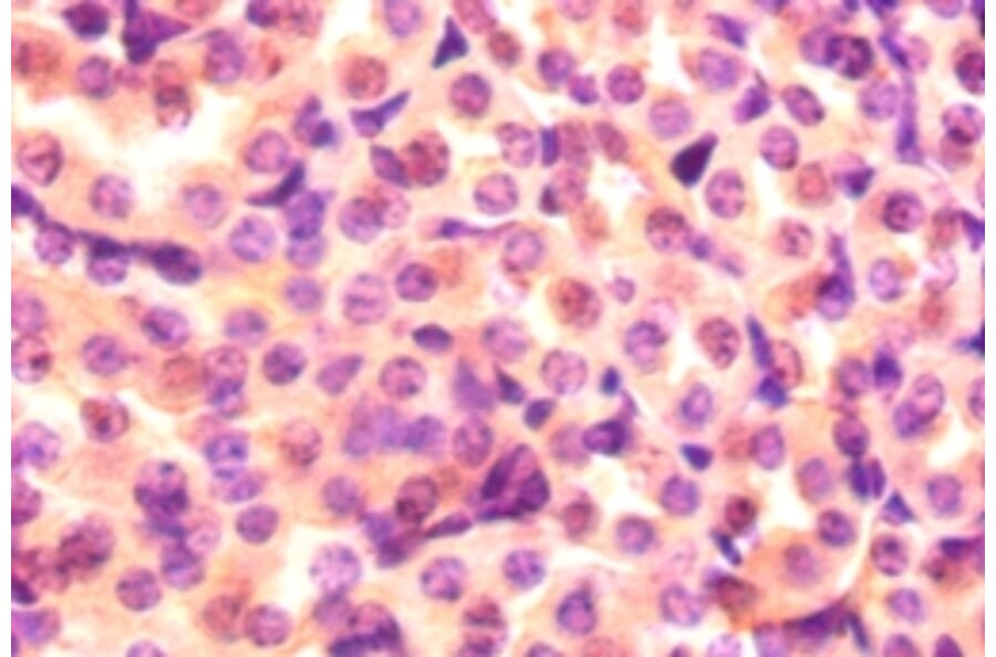 Immunohistochemistry - Proteasome subunit beta type-2 Polyclonal Antibody from Signalway Antibody (42252)