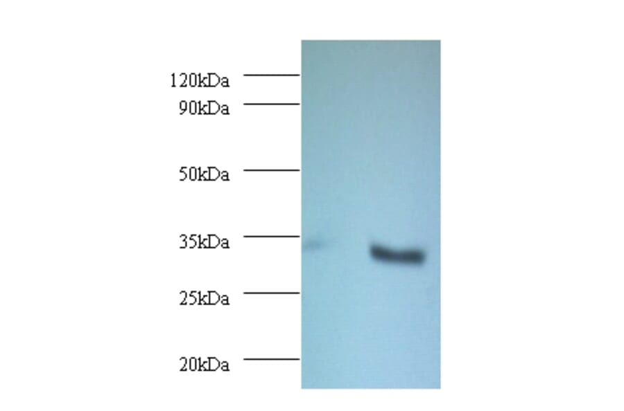 NADH-cytochrome b5 reductase 3 Polyclonal Antibody from Signalway Antibody (42369) - Antibodies.com
