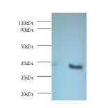 NADH-cytochrome b5 reductase 3 Polyclonal Antibody from Signalway Antibody (42369) - Antibodies.com