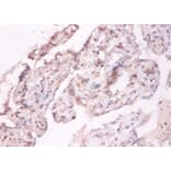 Immunohistochemistry - NADH-cytochrome b5 reductase 3 Polyclonal Antibody from Signalway Antibody (42369)