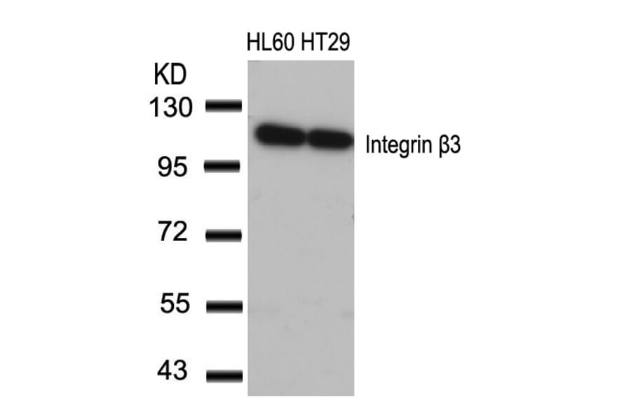 Western blot - Integrin b3 (Ab-773) Antibody from Signalway Antibody (21082) - Antibodies.com