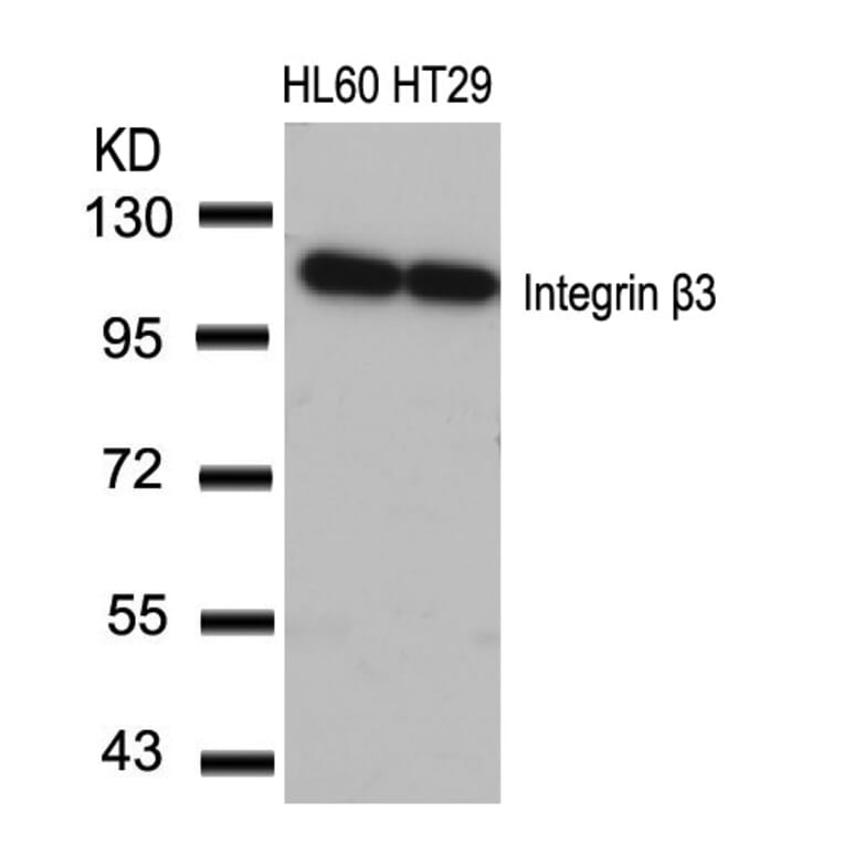 Western blot - Integrin b3 (Ab-773) Antibody from Signalway Antibody (21082) - Antibodies.com