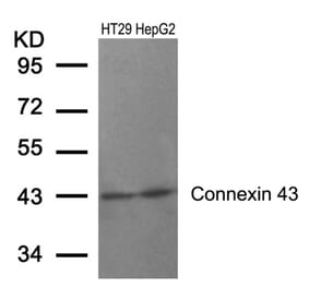 Western blot - Connexin 43 (Ab-367) Antibody from Signalway Antibody (21250) - Antibodies.com