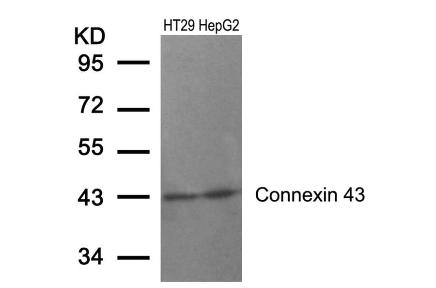 Western blot - Connexin 43 (Ab-367) Antibody from Signalway Antibody (21250) - Antibodies.com