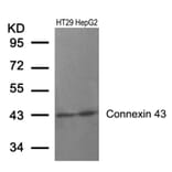 Western blot - Connexin 43 (Ab-367) Antibody from Signalway Antibody (21250) - Antibodies.com