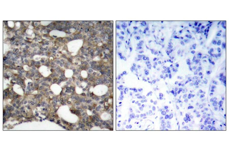 Immunohistochemistry - Connexin 43 (Ab-367) Antibody from Signalway Antibody (21250) - Antibodies.com