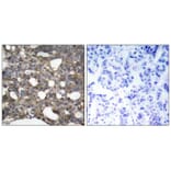 Immunohistochemistry - Connexin 43 (Ab-367) Antibody from Signalway Antibody (21250) - Antibodies.com