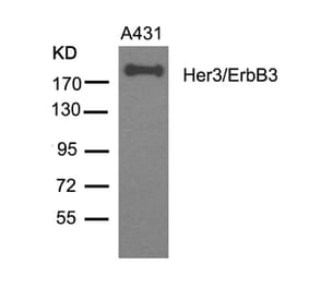 Western blot - Her3/ErbB3 (Ab-1328) Antibody from Signalway Antibody (21510) - Antibodies.com