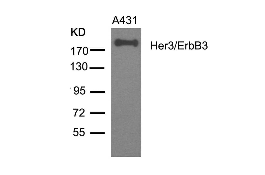 Western blot - Her3/ErbB3 (Ab-1328) Antibody from Signalway Antibody (21510) - Antibodies.com