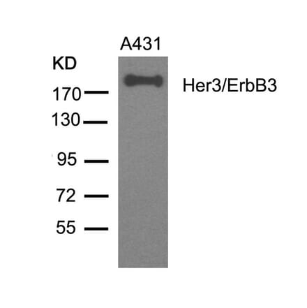 Western blot - Her3/ErbB3 (Ab-1328) Antibody from Signalway Antibody (21510) - Antibodies.com