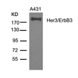 Western blot - Her3/ErbB3 (Ab-1328) Antibody from Signalway Antibody (21510) - Antibodies.com