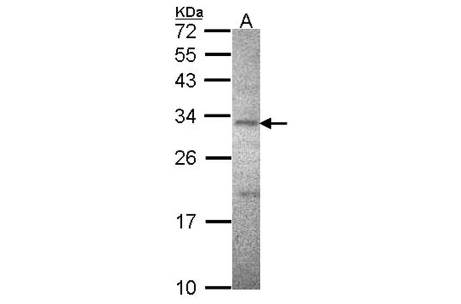ATPase beta3 (Na+/K+) antibody from Signalway Antibody (22364) - Antibodies.com