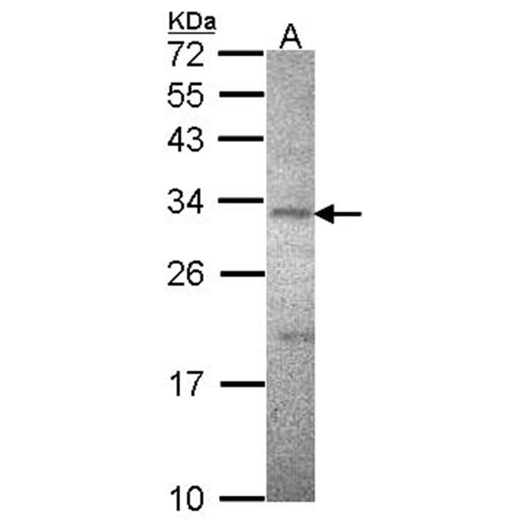 ATPase beta3 (Na+/K+) antibody from Signalway Antibody (22364) - Antibodies.com
