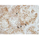 Immunohistochemistry - ATPase beta3 (Na+/K+) antibody from Signalway Antibody (22364) - Antibodies.com
