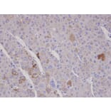 Immunohistochemistry - F-box only protein 2 antibody from Signalway Antibody (22456) - Antibodies.com