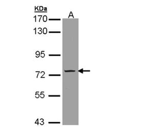 Phosphodiesterase 9A antibody from Signalway Antibody (22805) - Antibodies.com