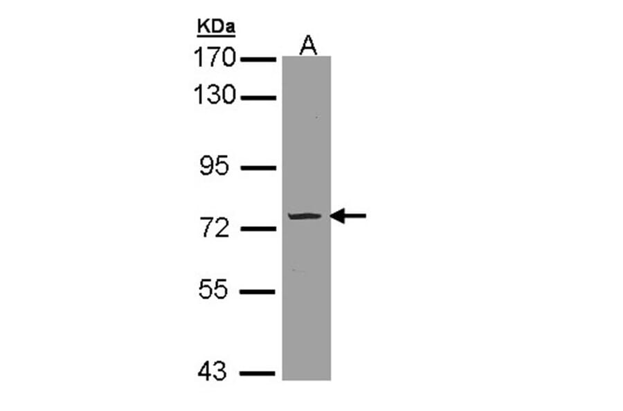Phosphodiesterase 9A antibody from Signalway Antibody (22805) - Antibodies.com