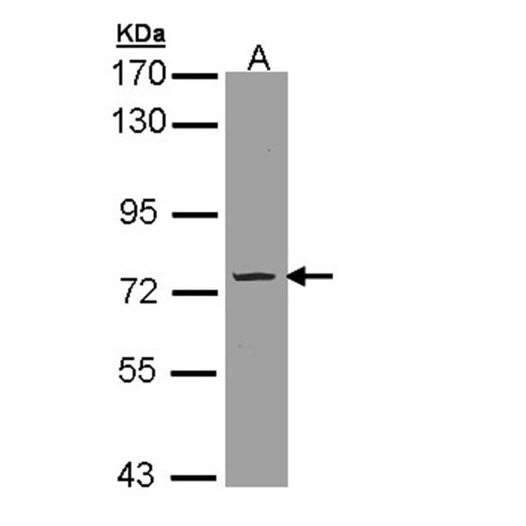 Phosphodiesterase 9A antibody from Signalway Antibody (22805) - Antibodies.com