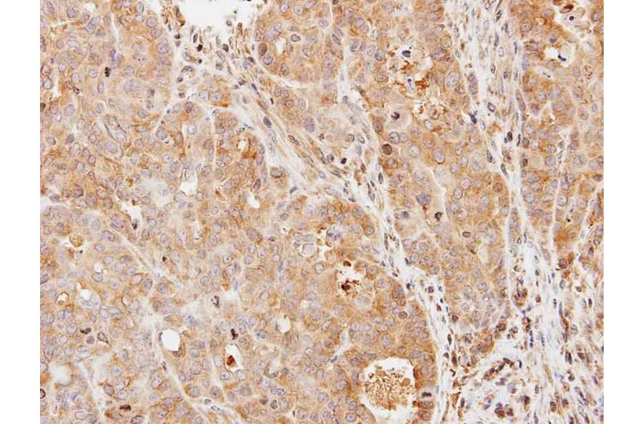 Immunohistochemistry - Phosphodiesterase 9A antibody from Signalway Antibody (22805) - Antibodies.com