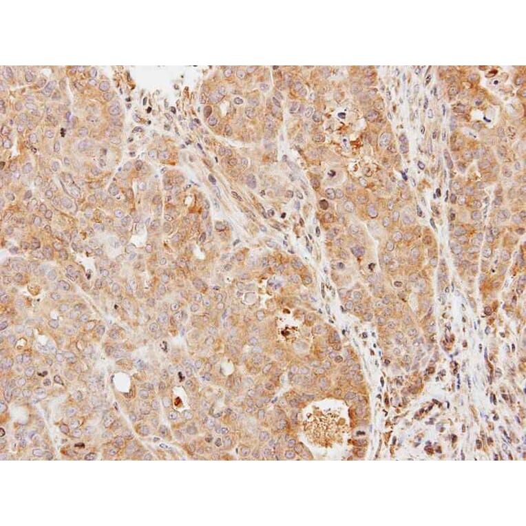 Immunohistochemistry - Phosphodiesterase 9A antibody from Signalway Antibody (22805) - Antibodies.com