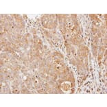 Immunohistochemistry - Phosphodiesterase 9A antibody from Signalway Antibody (22805) - Antibodies.com