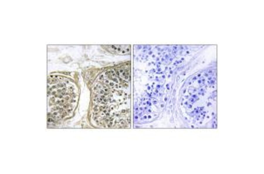 Immunohistochemistry - Cytochrome P450 2C8 Antibody from Signalway Antibody (34235) - Antibodies.com