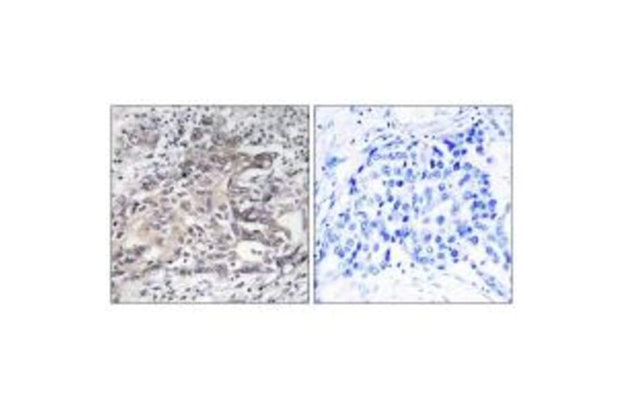 Immunohistochemistry - Cytochrome P450 4X1 Antibody from Signalway Antibody (34245) - Antibodies.com