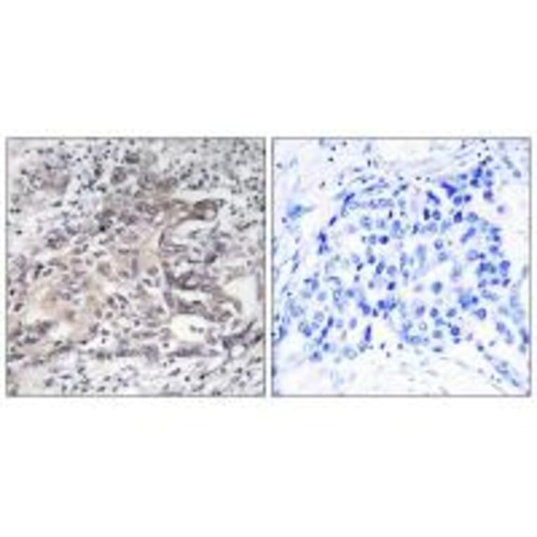 Immunohistochemistry - Cytochrome P450 4X1 Antibody from Signalway Antibody (34245) - Antibodies.com