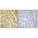 Immunohistochemistry - Cytochrome P450 2D6 Antibody from Signalway Antibody (35268) - Antibodies.com
