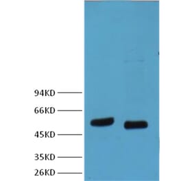 Western blot - p53 Mouse Monoclonal Antibody from Signalway Antibody (38007) - Antibodies.com