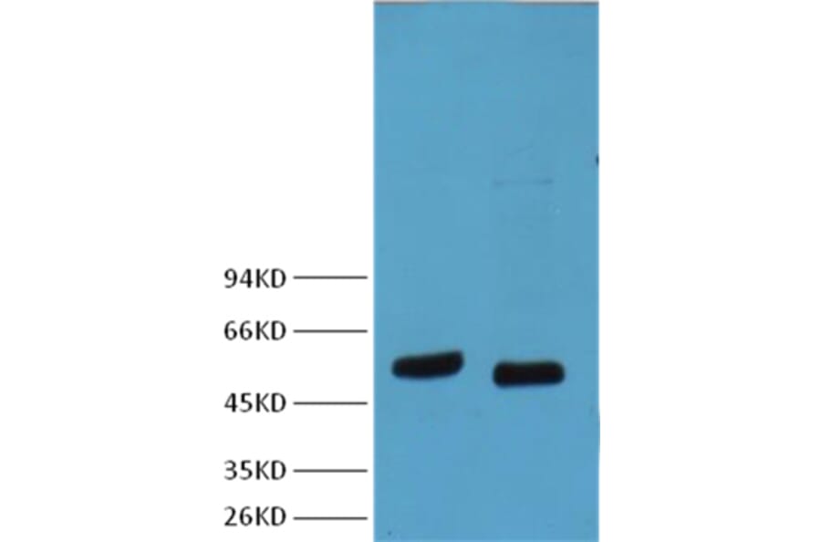 Western blot - p53 Mouse Monoclonal Antibody from Signalway Antibody (38007) - Antibodies.com