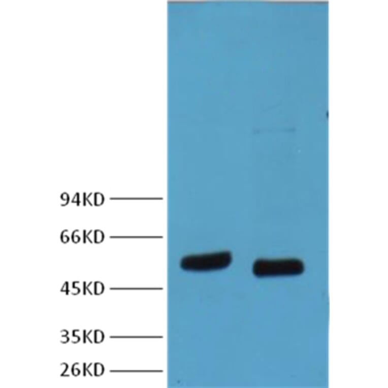 Western blot - p53 Mouse Monoclonal Antibody from Signalway Antibody (38007) - Antibodies.com