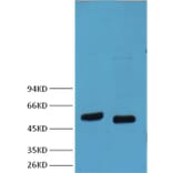 Western blot - p53 Mouse Monoclonal Antibody from Signalway Antibody (38007) - Antibodies.com