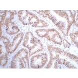p53 Mouse Monoclonal Antibody from Signalway Antibody (38007) - Antibodies.com
