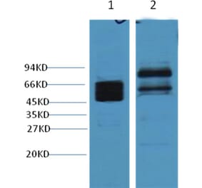 Western blot - CK8 Mouse Monoclonal Antibody from Signalway Antibody (38010) - Antibodies.com