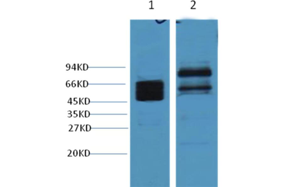 Western blot - CK8 Mouse Monoclonal Antibody from Signalway Antibody (38010) - Antibodies.com