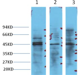 Western blot - NSE Mouse Monoclonal Antibody from Signalway Antibody (38021) - Antibodies.com