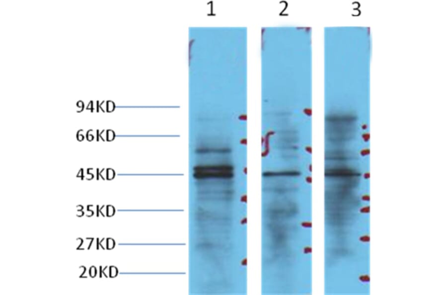 Western blot - NSE Mouse Monoclonal Antibody from Signalway Antibody (38021) - Antibodies.com