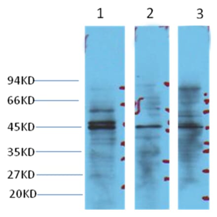 Western blot - NSE Mouse Monoclonal Antibody from Signalway Antibody (38021) - Antibodies.com