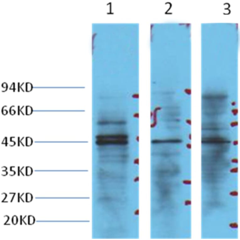 Western blot - NSE Mouse Monoclonal Antibody from Signalway Antibody (38021) - Antibodies.com