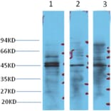 Western blot - NSE Mouse Monoclonal Antibody from Signalway Antibody (38021) - Antibodies.com