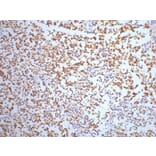 NSE Mouse Monoclonal Antibody from Signalway Antibody (38021) - Antibodies.com